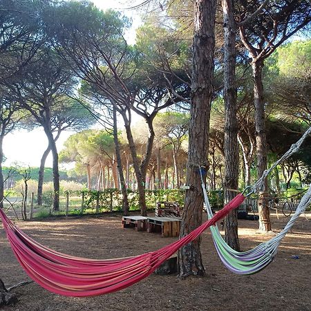 The Pineforest Cabin شيكلانا دي لا فرونتيرا المظهر الخارجي الصورة