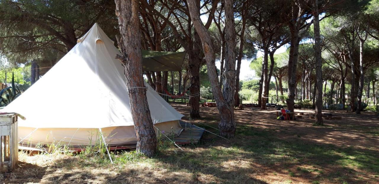 The Pineforest Cabin شيكلانا دي لا فرونتيرا المظهر الخارجي الصورة