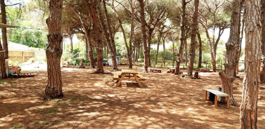 The Pineforest Cabin شيكلانا دي لا فرونتيرا المظهر الخارجي الصورة